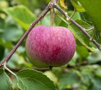 Vista Bella Apple